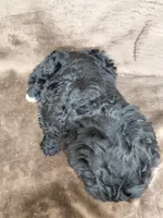 Baron (last puppy ❤️) , a male Miniature Bernedoodle for sale in Wolcottville, IN – Photo 3 of 8