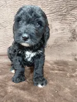 Baron (last puppy ❤️) , a male Miniature Bernedoodle for sale in Wolcottville, IN – Photo 7 of 8