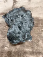 Baron (last puppy ❤️) , a male Miniature Bernedoodle for sale in Wolcottville, IN – Photo 4 of 8