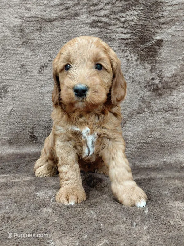 Callie – Miniature Goldendoodle puppy for sale in Wolcottville, IN