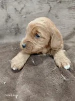 Callie, a female Miniature Goldendoodle for sale in Wolcottville, IN – Photo 4 of 6