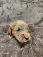 Callie, a female Miniature Goldendoodle for sale in Wolcottville, IN – Photo 2 of 6