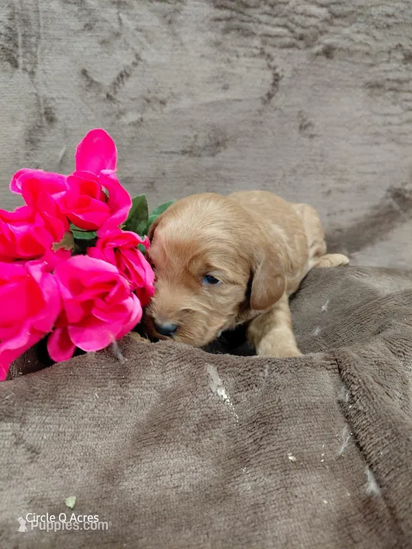 Callie – Miniature Goldendoodle puppy for sale in Wolcottville, IN