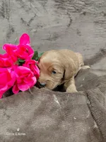 Callie, a female Miniature Goldendoodle for sale in Wolcottville, IN – Photo 1 of 6