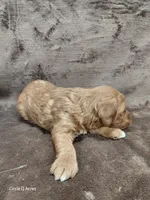 Callie, a female Miniature Goldendoodle for sale in Wolcottville, IN – Photo 5 of 6