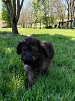 Cosmo, a male Miniature Goldendoodle for sale in Wolcottville, IN – 5 of 5