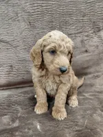Finn, a male Goldendoodle for sale in Wolcottville, IN – 4 of 4