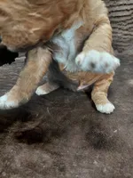 Alex, a male Miniature Bernedoodle for sale in Wolcottville, IN – Photo 3 of 8