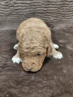Alex, a male Miniature Bernedoodle for sale in Wolcottville, IN – Photo 5 of 8