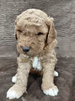 Alex, a male Miniature Bernedoodle for sale in Wolcottville, IN – Photo 2 of 8