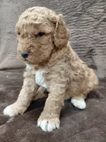 Alex, a male Miniature Bernedoodle for sale in Wolcottville, IN – Photo 8 of 8