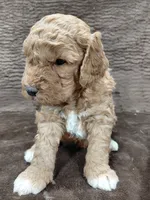 Alex, a male Miniature Bernedoodle for sale in Wolcottville, IN – Photo 4 of 8