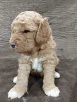 Alex, a male Miniature Bernedoodle for sale in Wolcottville, IN – Photo 7 of 8
