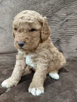 Alex, a male Miniature Bernedoodle for sale in Wolcottville, IN – Photo 1 of 8