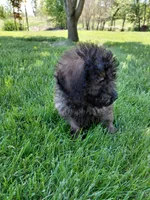 Cosmo, a male Miniature Goldendoodle for sale in Wolcottville, IN – 4 of 5