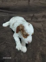Daisy , a female Miniature Goldendoodle for sale in Wolcottville, IN – 2 of 4