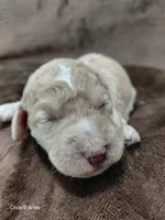 Diva, a female Miniature Goldendoodle for sale in Wolcottville, IN – Photo 6 of 6