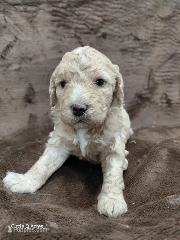 Diva – Miniature Goldendoodle puppy for sale in Wolcottville, IN