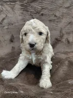 Diva, a female Miniature Goldendoodle for sale in Wolcottville, IN – Photo 1 of 6