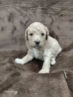 Diva, a female Miniature Goldendoodle for sale in Wolcottville, IN – Photo 2 of 6
