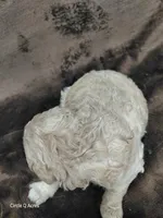 Diva, a female Miniature Goldendoodle for sale in Wolcottville, IN – Photo 4 of 6