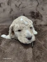 Diva, a female Miniature Goldendoodle for sale in Wolcottville, IN – Photo 3 of 6