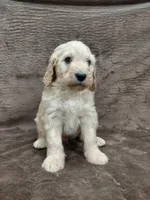 Felix, a male Goldendoodle for sale in Wolcottville, IN – 4 of 4