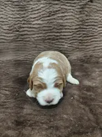 processed/10054ab0-12d1-4668-90f3-a4e67d95fca4/listing/a0d05562-9579-4740-983e-401d7162e1e8/7fdff557-5523-4064-98ad-79a8a014a667