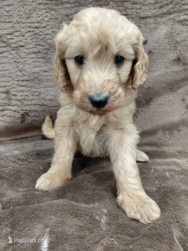 Findlay – Goldendoodle puppy for sale in Wolcottville, IN
