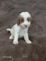 Daisy  Micro/mini, a female Miniature Goldendoodle for sale in Wolcottville, IN – 7 of 8
