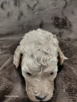 Daisy, a female Miniature Goldendoodle for sale in Wolcottville, IN – Photo 7 of 7