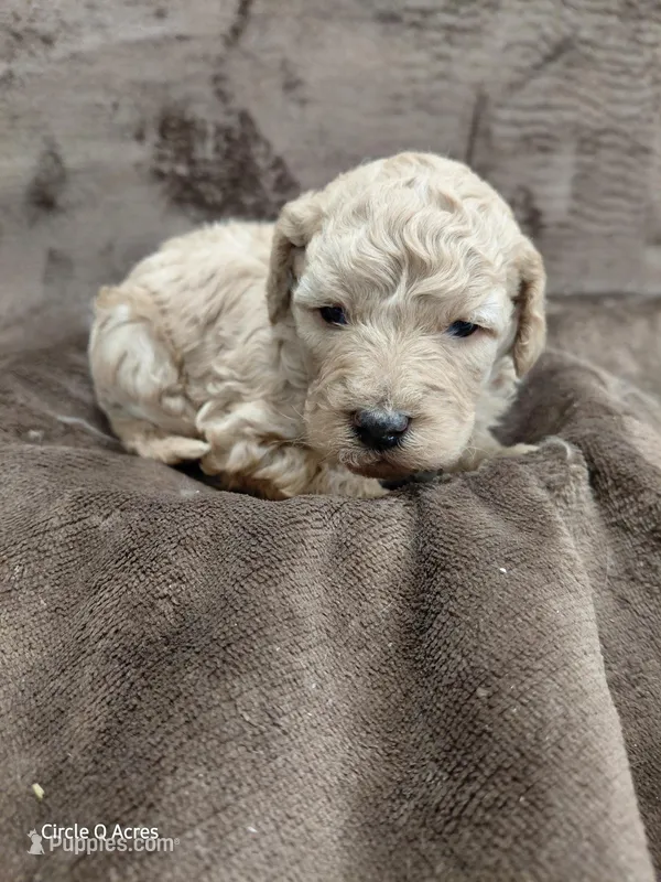 Daisy – Miniature Goldendoodle puppy for sale in Wolcottville, IN