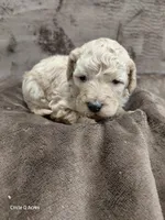 Daisy, a female Miniature Goldendoodle for sale in Wolcottville, IN – Photo 1 of 7