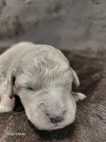 Daisy, a female Miniature Goldendoodle for sale in Wolcottville, IN – Photo 6 of 7
