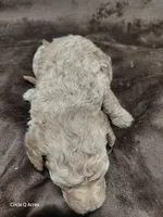 Daisy, a female Miniature Goldendoodle for sale in Wolcottville, IN – Photo 4 of 7