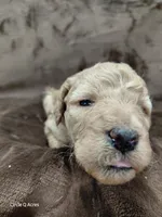 Daisy, a female Miniature Goldendoodle for sale in Wolcottville, IN – Photo 3 of 7