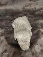 Daisy, a female Miniature Goldendoodle for sale in Wolcottville, IN – Photo 5 of 7