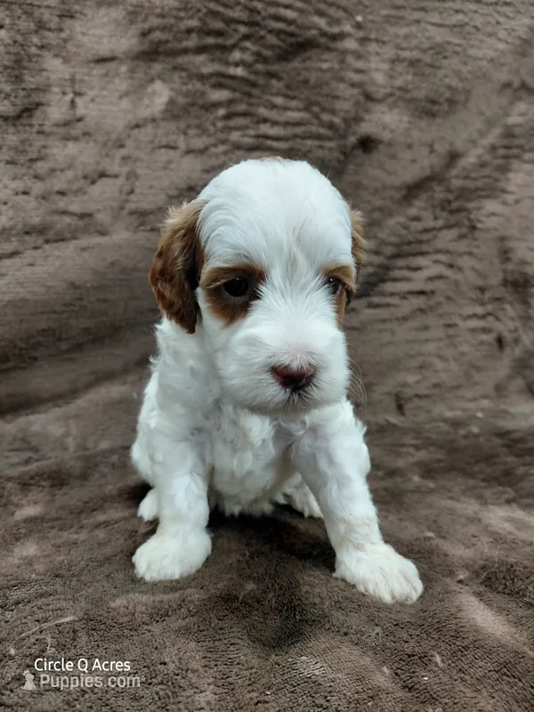 Hazel – Miniature Goldendoodle puppy for sale in Wolcottville, IN