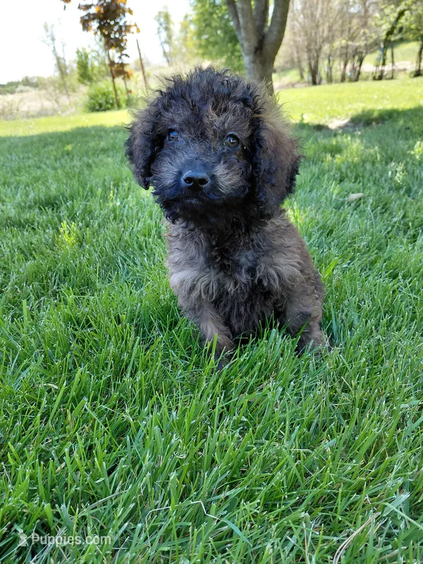 Cosmo – Miniature Goldendoodle puppy for sale in Wolcottville, IN