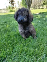 Cosmo, a male Miniature Goldendoodle for sale in Wolcottville, IN – 1 of 5