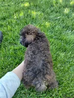 Cosmo, a male Miniature Goldendoodle for sale in Wolcottville, IN – 3 of 5
