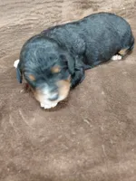 Bandit, a male Miniature Bernedoodle for sale in Wolcottville, IN – Photo 8 of 10