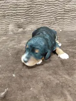 Bandit, a male Miniature Bernedoodle for sale in Wolcottville, IN – Photo 5 of 10