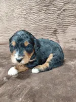 Bandit, a male Miniature Bernedoodle for sale in Wolcottville, IN – Photo 10 of 10