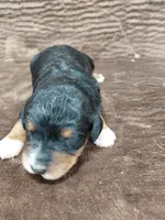Bandit, a male Miniature Bernedoodle for sale in Wolcottville, IN – Photo 6 of 10
