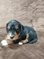Bandit, a male Miniature Bernedoodle for sale in Wolcottville, IN – Photo 2 of 10