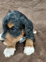 Bandit, a male Miniature Bernedoodle for sale in Wolcottville, IN – Photo 1 of 10