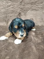 Bandit, a male Miniature Bernedoodle for sale in Wolcottville, IN – Photo 4 of 10