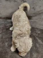 Findlay, a female Goldendoodle for sale in Wolcottville, IN – 2 of 6