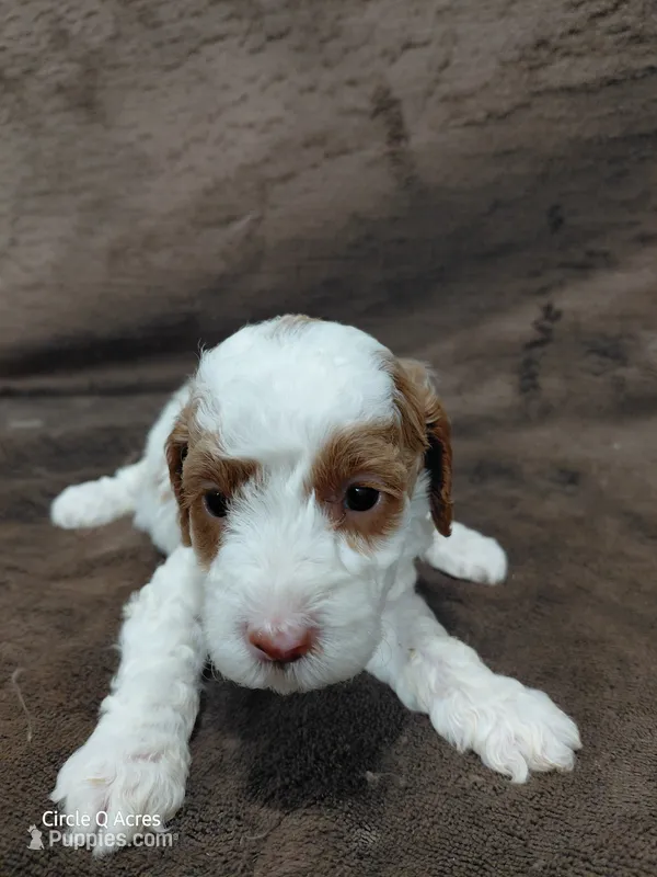 Daisy  – Miniature Goldendoodle puppy for sale in Wolcottville, IN